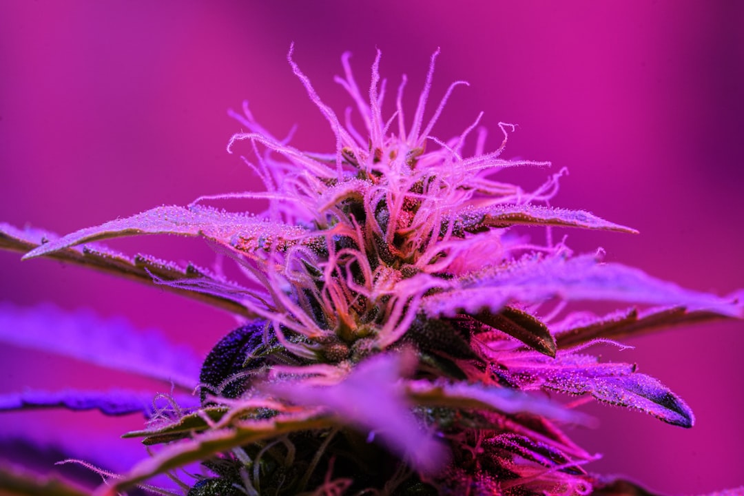 Photo Cannabis plant